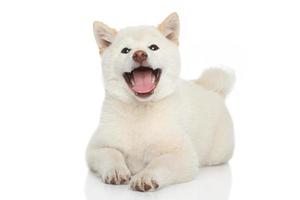 glücklicher Shiba-Inu Hund foto