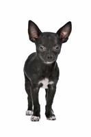 Schwarzweiss-Chihuahua-Hund