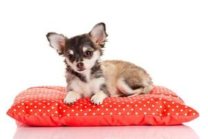 Chihuahua Hund auf rotem Kissen foto