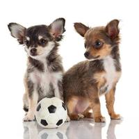 zwei Chihuahua-Welpen.