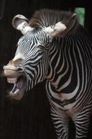der Schrei eines Zebras foto