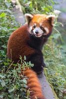 erstaunlicher orange Panda foto