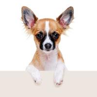 Chihuahua Hund mit leerem Brett foto