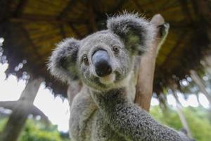 australischer Koala
