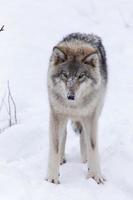 Holzwolf in einer Winterszene foto