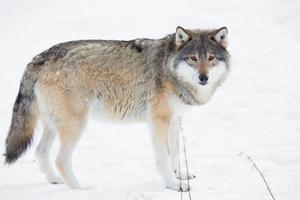 Wolf steht im Schnee foto