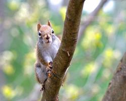 rotes Eichhörnchen im Frühjahr