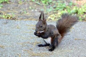 Eichhörnchen isst eine Nuss foto