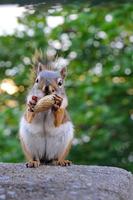 Quebec Eichhörnchen