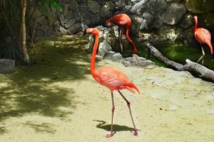 rosa Flamingo, der im Sand entlang der Uferpromenade geht foto