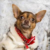 Nahaufnahme eines verkleideten Chihuahua in der Winterlandschaft