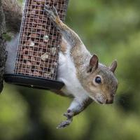 graues Eichhörnchen beim Stehlen von Vogelnüssen erwischt foto