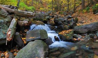 Bach im Wald foto