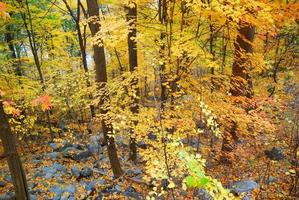 Blick auf das Herbstlaub foto