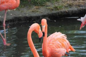 Flamingo. foto