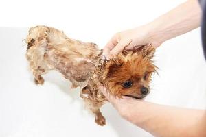 pommerscher Hund, der eine Dusche mit Seife und Wasser nimmt