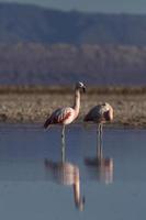 zwei Flamingos im See foto