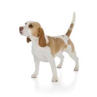süßer Beagle-Hund