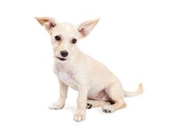 süßer Chihuahua-Kreuzungswelpe mit frechen Ohren foto
