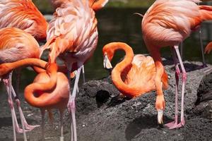 karibischer Flamingo
