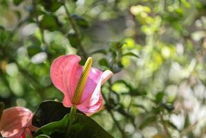 rosa Anthuriumblume, auch Flamingolilie genannt foto