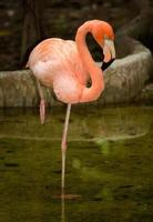 Vogel Flamingo foto
