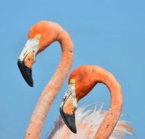 amerikanischer Flamingo. foto