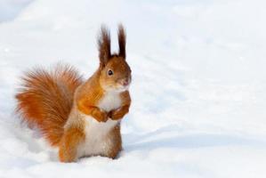 rotes Eichhörnchen auf dem Schnee