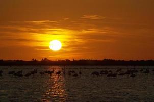 Flamingo im Sonnenuntergang