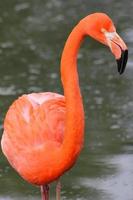 rosa Flamingo im Wasser