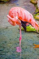 rosa Flamingos Nahaufnahme, Detail foto