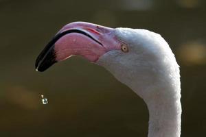 amerikanischer oder karibischer Flamingo