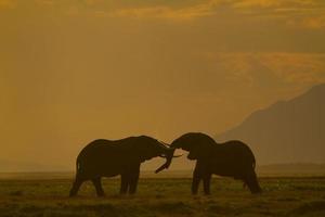 Elefanten kämpfen im Amboseli-Nationalpark, Kenia foto