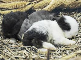 kleine schöne 14-tägige kleine lokale thailändische Kaninchen foto