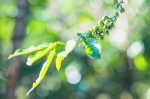 frischer grüner kaffeesamen auf seinem baum mit unschärfe hellem bokeh grünem feldhintergrund chiang mai thailand - lokales kaffeefarm-hintergrundkonzept foto