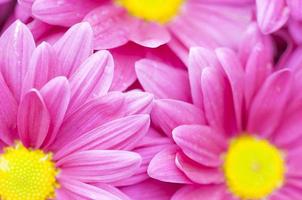 bunte rosa Chrysanthemenblume. Das Foto ist auf einige Blütenblätter der linken Blume fokussiert.
