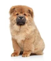 Chow-Chow-Welpe foto