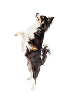 tanzender Chihuahua Mischlingshund foto