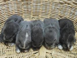 kleine schöne 14-tägige kleine lokale thailändische Kaninchen foto