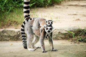 Kattas (Lemur catta) foto