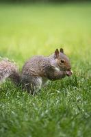 Eichhörnchen im Gras foto