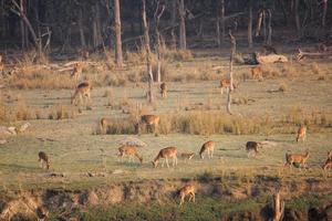 Eine große Herde gefleckter Hirsche, die auf einer Wiese im Pench-Nationalpark in Madhya Pradesh, Indien, weiden. foto