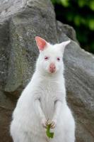 Nahaufnahme einer rothalsigen Wallaby weißen Albino-Frau