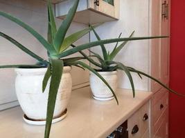 Aloe im Innenraum. heimische Pflanze foto