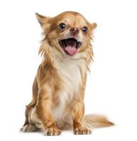 glückliche Chihuahua (4 Jahre alt) foto