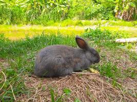 Ein graues Kaninchen, das Fuß auf der Wiese isst. Ein graues, flauschiges Kaninchen sitzt auf einer grünen Wiese und frisst abends junges grünes Gras aus nächster Nähe mit hellem, warmem Sonnenlicht. Osterhase. foto