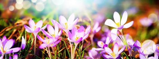 Blühende violette Krokusblumen in einem weichen Fokus an einem sonnigen Frühlingstag foto