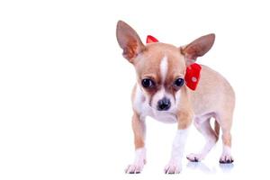 Chihuahua tragen Fliege foto