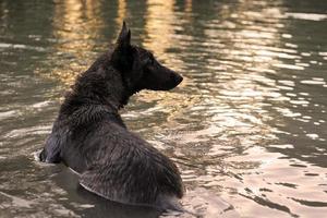 schwimmender holland schäferhund foto