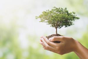 Hand hält großen Baum, der auf grünem Hintergrund wächst. öko-erdtag-konzept